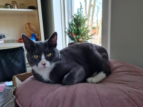 Kat Europese korthaar of huiskat