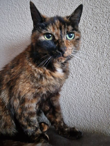 Kat Europese korthaar of huiskat