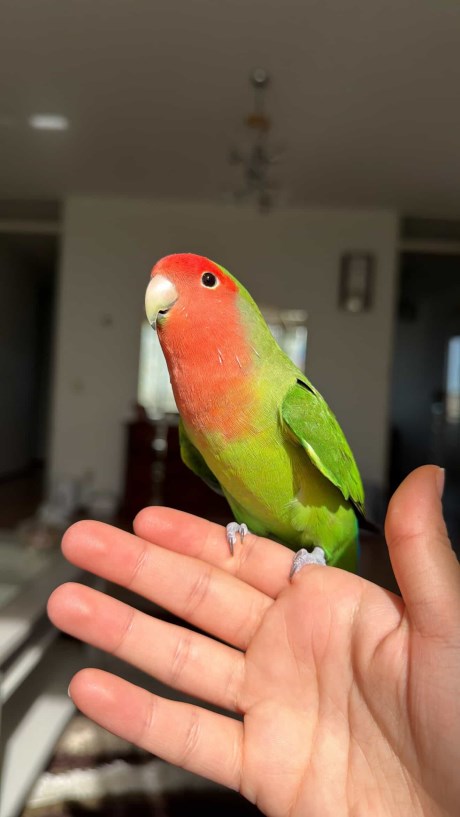 Vogel (Dwerg-)papegaai