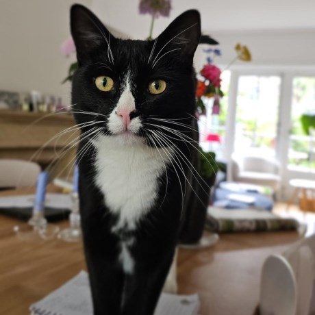 Kat Europese korthaar of huiskat