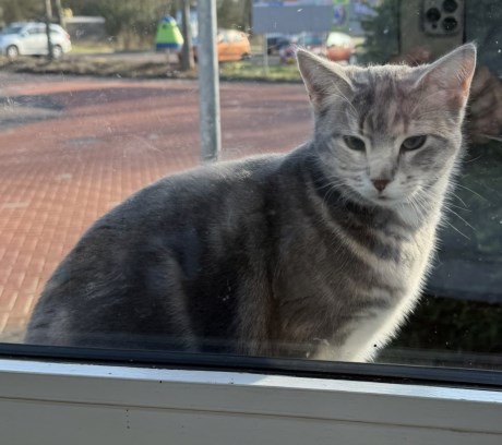 Kat Europese korthaar of huiskat