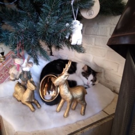 Kat Europese korthaar of huiskat