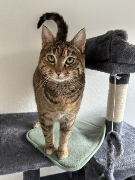 Kat Europese korthaar of huiskat