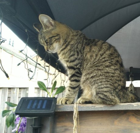 Kat Europese korthaar of huiskat