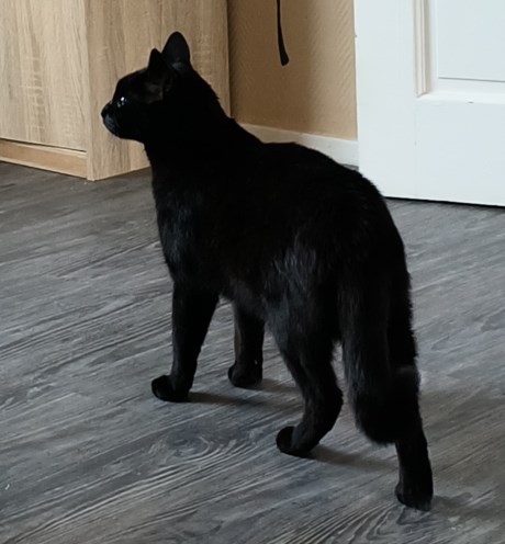 Kat Europese korthaar of huiskat