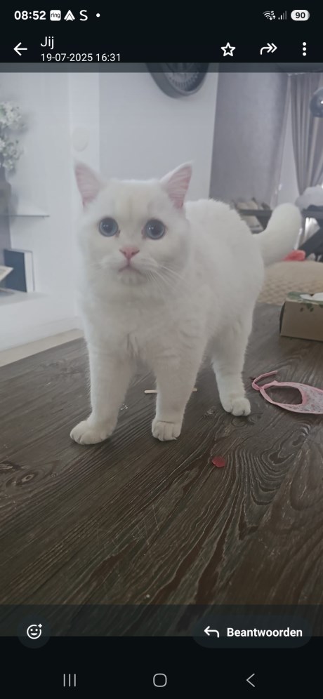 Kat Brits korthaar X