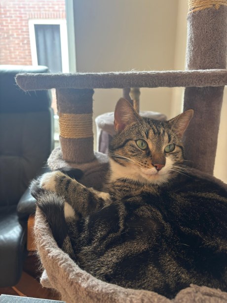 Kat Europese korthaar of huiskat