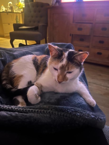 Kat Europese korthaar of huiskat