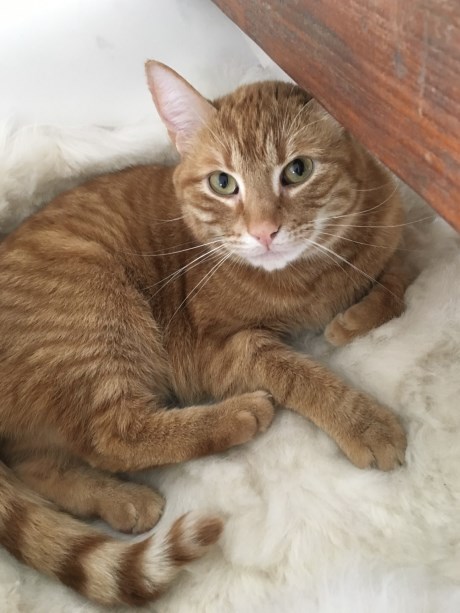 Kat Europese korthaar of huiskat