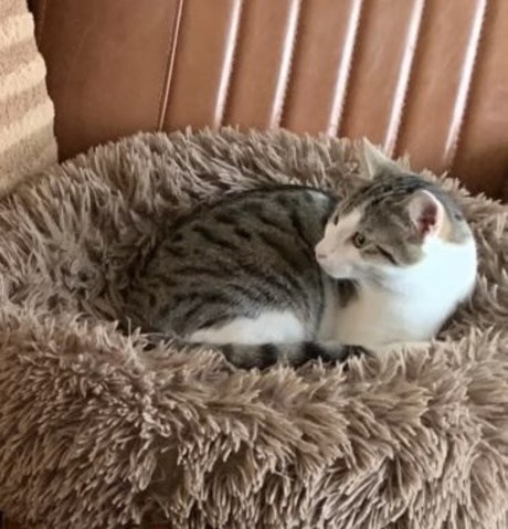 Kat Europese korthaar of huiskat