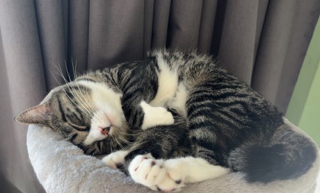 Kat Europese korthaar of huiskat