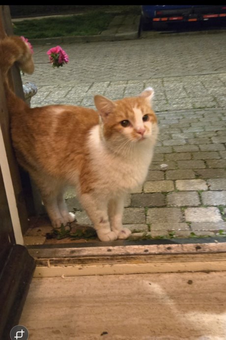 Kat Europese korthaar of huiskat