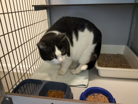 Kat Europese korthaar of huiskat