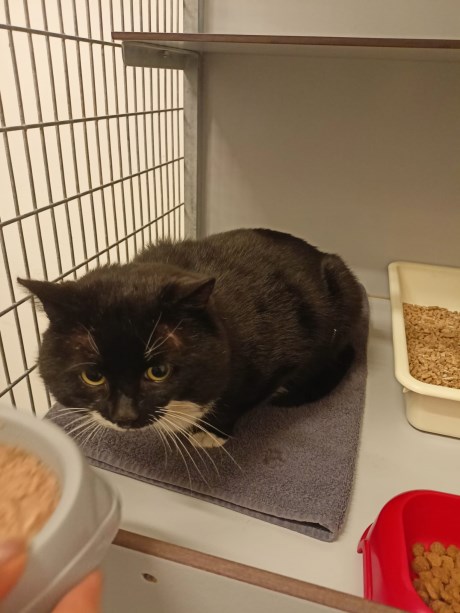 Kat Europese korthaar of huiskat