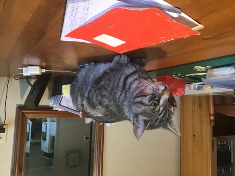 Kat Europese korthaar of huiskat