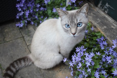 Kat Brits korthaar X