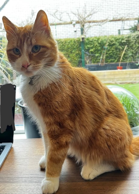 Kat Europese korthaar of huiskat