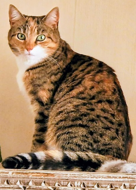 Kat Europese korthaar of huiskat