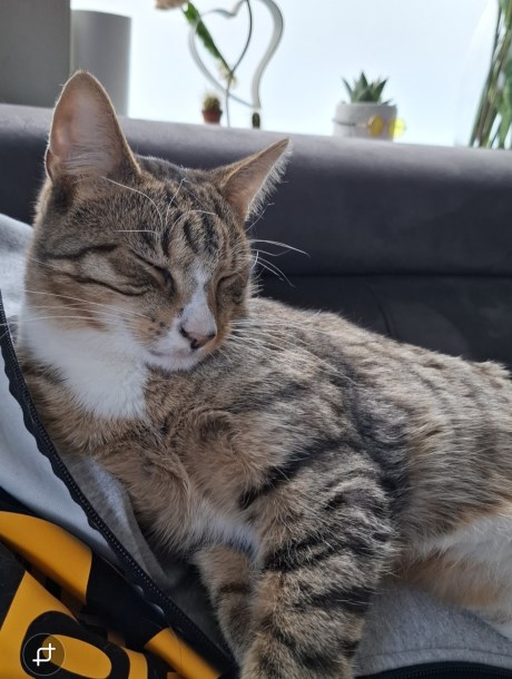 Kat Europese korthaar of huiskat