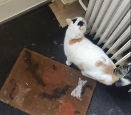 Kat Europese korthaar of huiskat