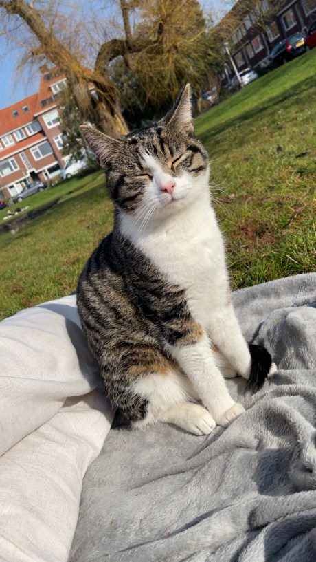 Kat Europese korthaar of huiskat