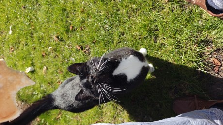 Kat Europese korthaar of huiskat