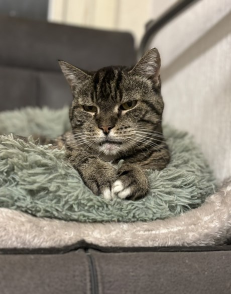 Kat Europese korthaar of huiskat