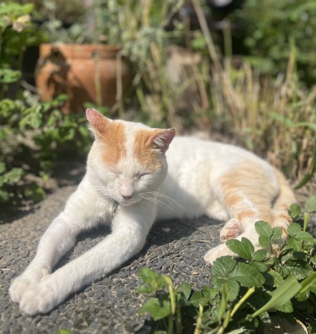 Kat Europese korthaar of huiskat