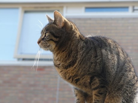 Kat Europese korthaar of huiskat