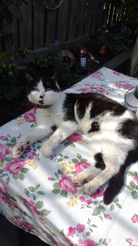 Kat Europese korthaar of huiskat