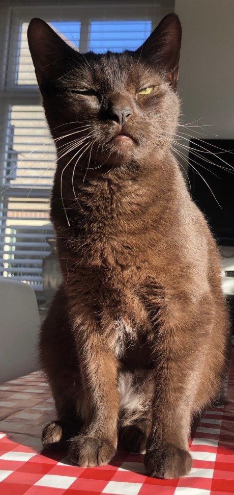 Kat Europese korthaar of huiskat