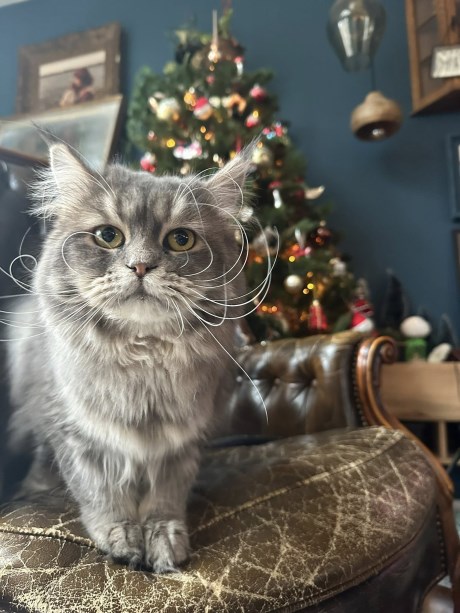 Kat Boskat/Siberisch