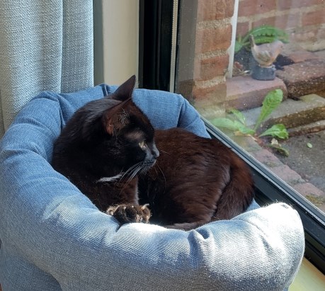 Kat Europese korthaar of huiskat