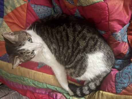 Kat Europese korthaar of huiskat