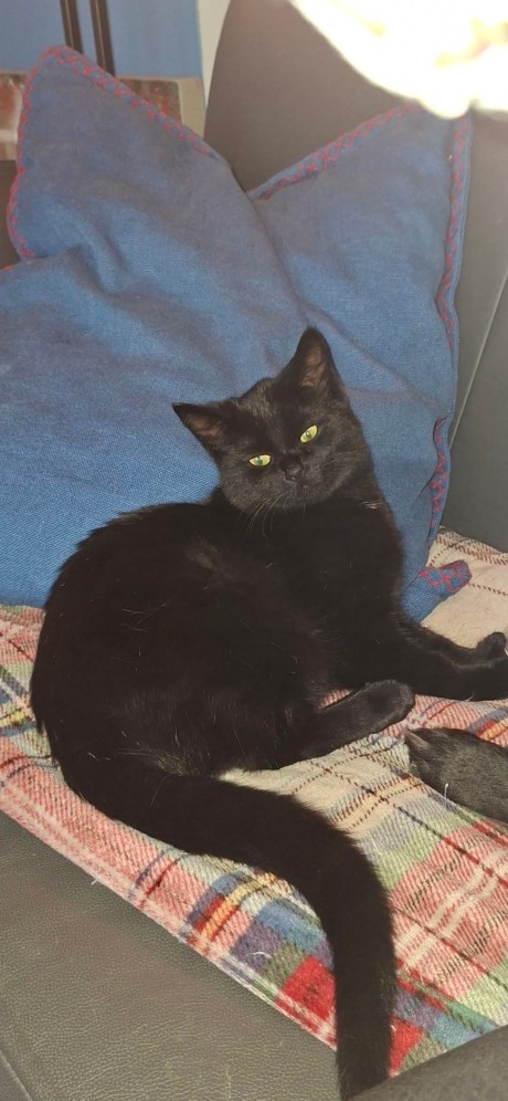 Kat Europese korthaar of huiskat