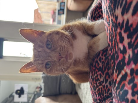 Kat Europese korthaar of huiskat