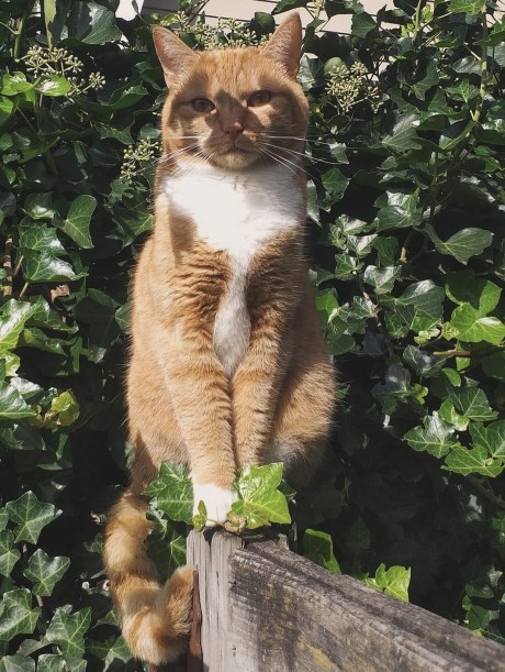 Kat Europese korthaar of huiskat