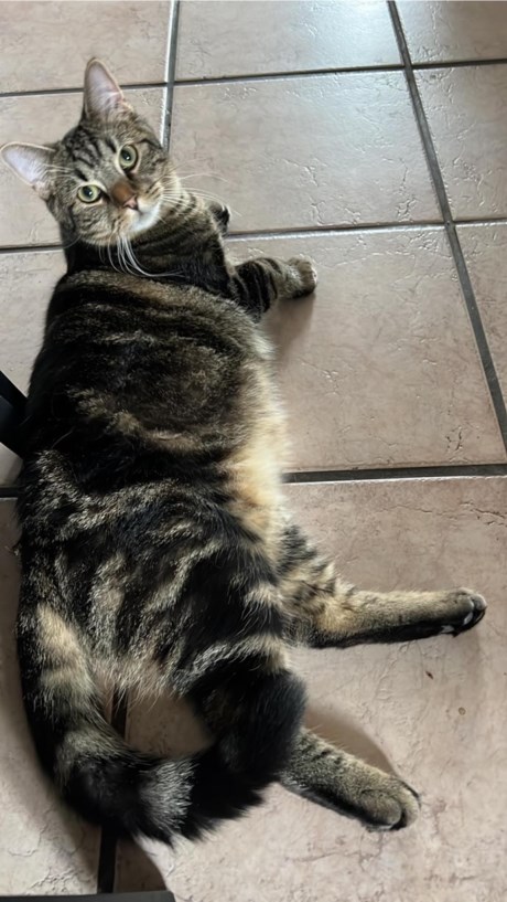 Kat Europese korthaar of huiskat