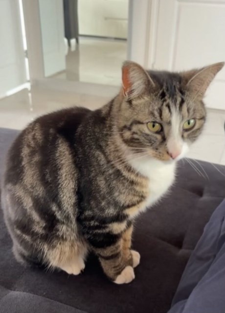 Kat Europese korthaar of huiskat