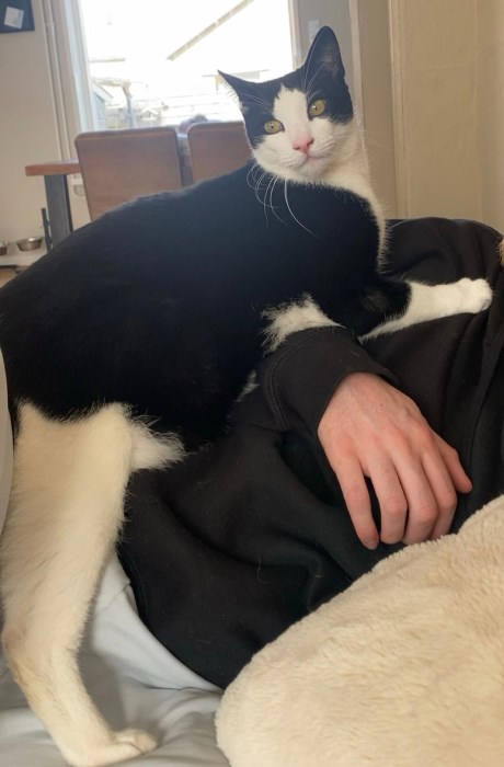 Kat Europese korthaar of huiskat