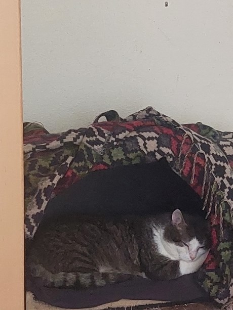 Kat Europese korthaar of huiskat