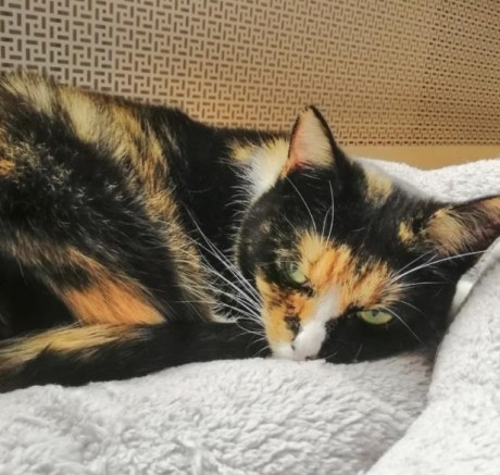 Kat Europese korthaar of huiskat