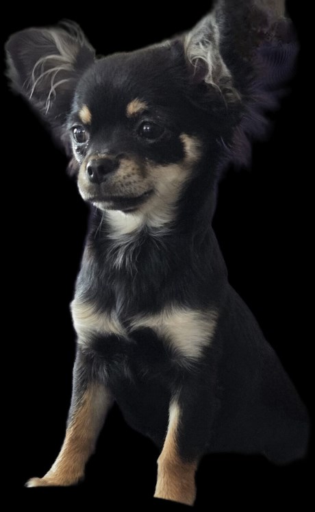 Hond Chihuahua