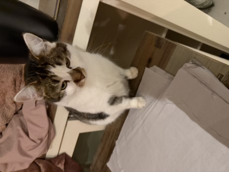 Kat Europese korthaar of huiskat