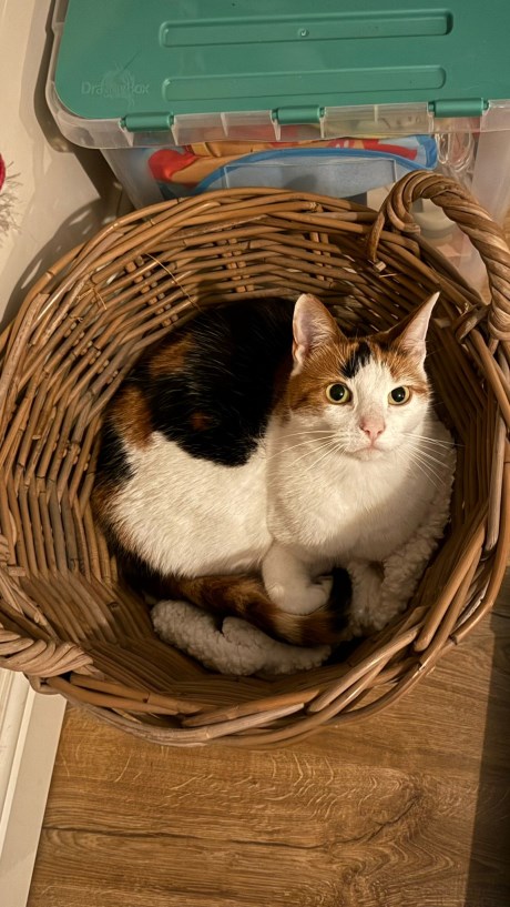 Kat Europese korthaar of huiskat