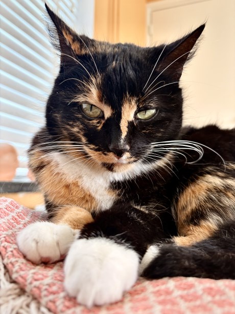 Kat Europese korthaar of huiskat