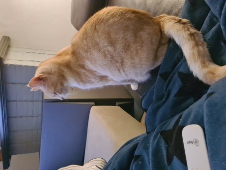 Kat Europese korthaar of huiskat