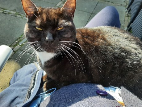 Kat Europese korthaar of huiskat