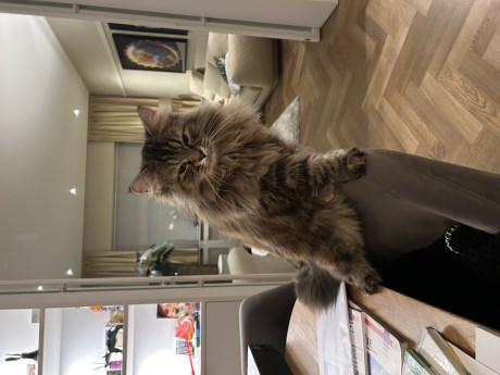 Kat Boskat/Siberisch