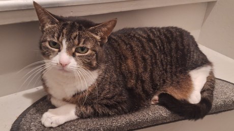 Kat Europese korthaar of huiskat